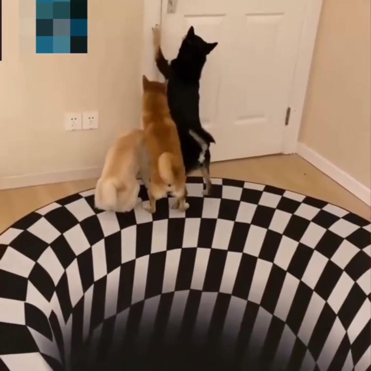 3d vortex illusion round carpet black white. #pinterest #pin #carpet #home | cute funny dogs