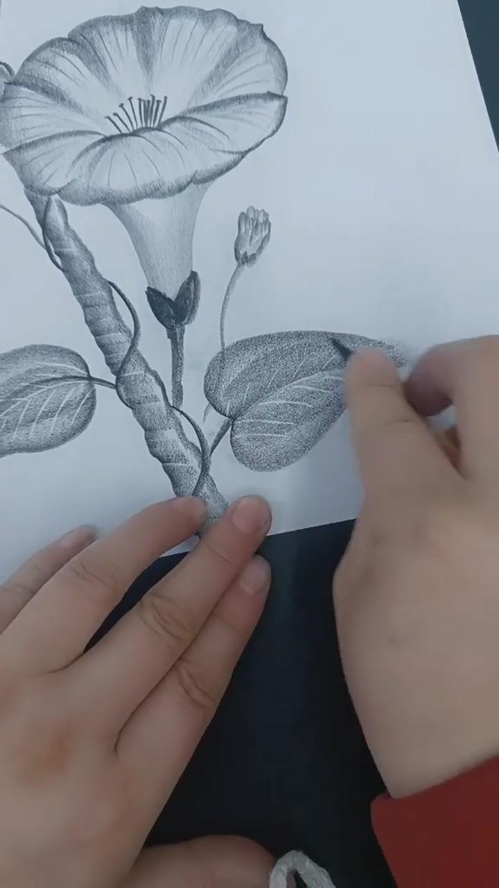 A pencil draws morning glory | pencil drawings of flowers