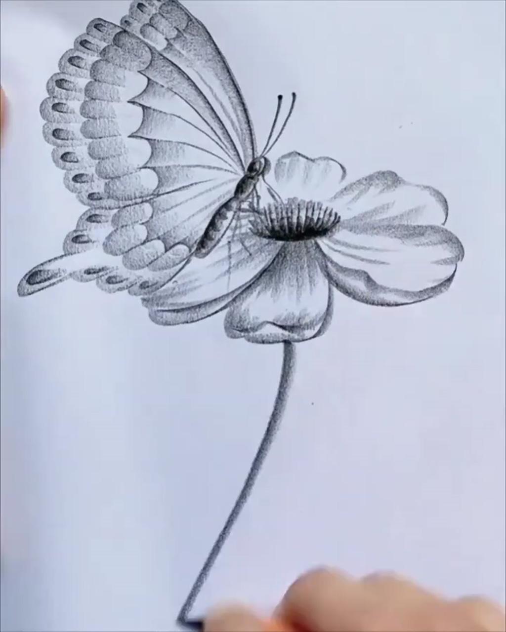 Beautiful butterfly pencil drawing | pencil sketch images
