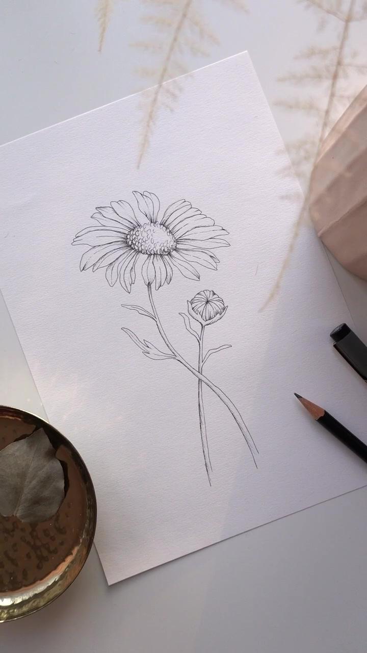 Daisy drawing tutorial - angele kamp | daisy flower drawing