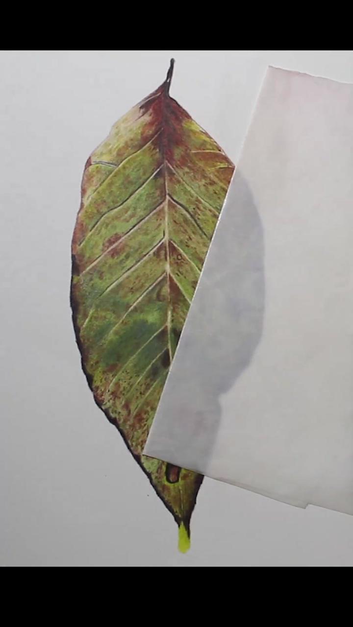 How to draw a realistic autumn leaf with colored pencils | ink / pen apple sketches