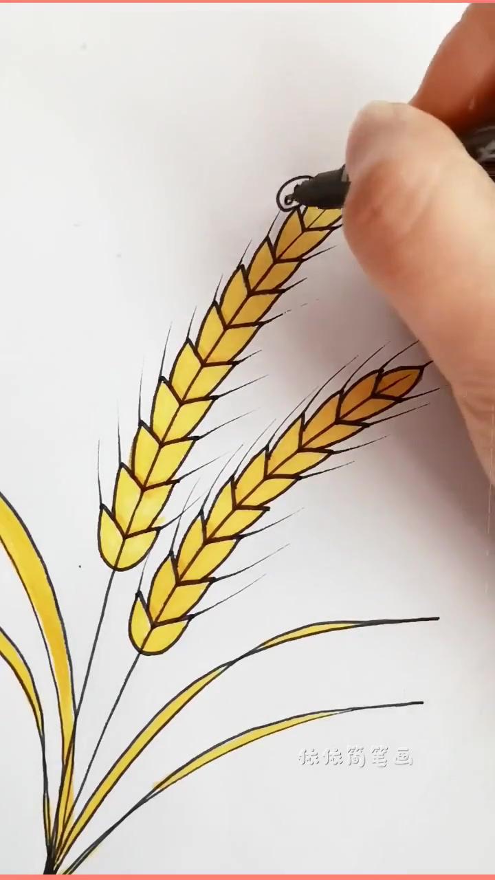 How to draw a wheat : don't make these common mistakes | easy plant doodles