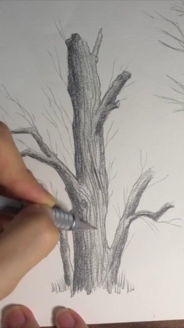 How to sketch and draw a tree; drawing pine trees pencil