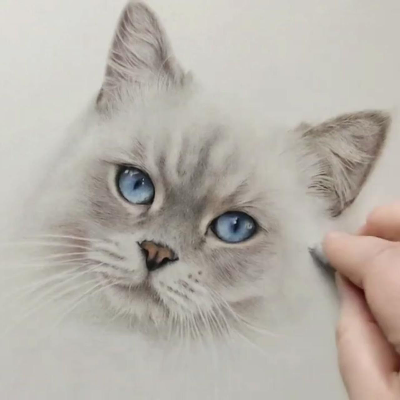 Learn how to draw realistic cats in coloured pencil, bonny snowdon academy | colored pencil drawing tutorial