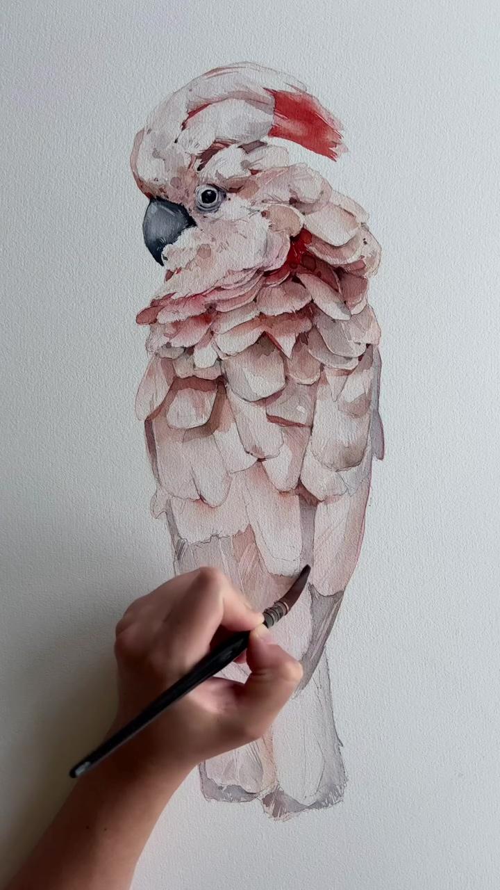 Moluccan cockatoo by polina bright | pink madness by polina bright