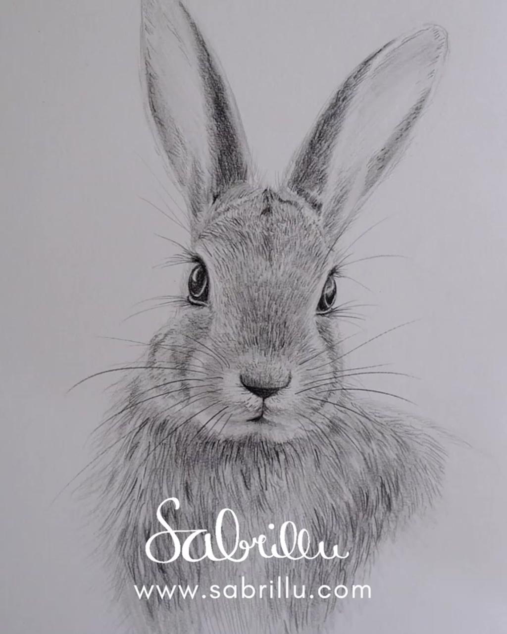 Sketching a cute rabbit tutorial on my blog | pencil sketches of animals