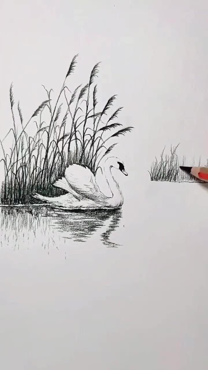 Swan swimming in water drawing easy to way #pinterest paintcooo | new drawing trick - moon night scene