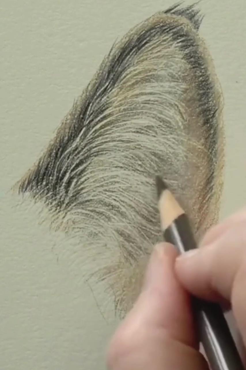 30-minute cat's ear challenge, free tutorial | learn the basics, coloured pencil art