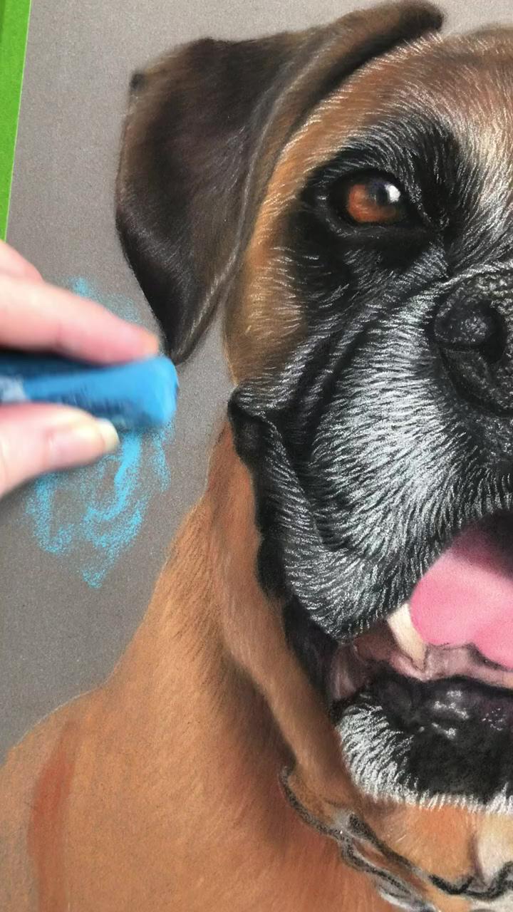 Adding background colour to a dog drawing in pastels- boxer dog | natalie eslick