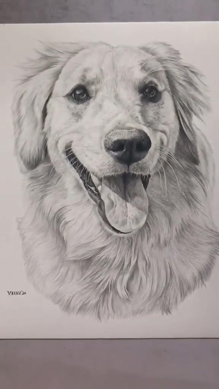 Amazing dog drawing | realistic animal drawings