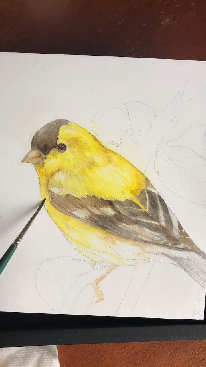 American goldfinch painting timelapse | pencil drawing charcoal tutorial art
