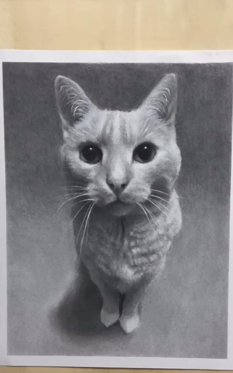 Charcoal cat | cats art drawing