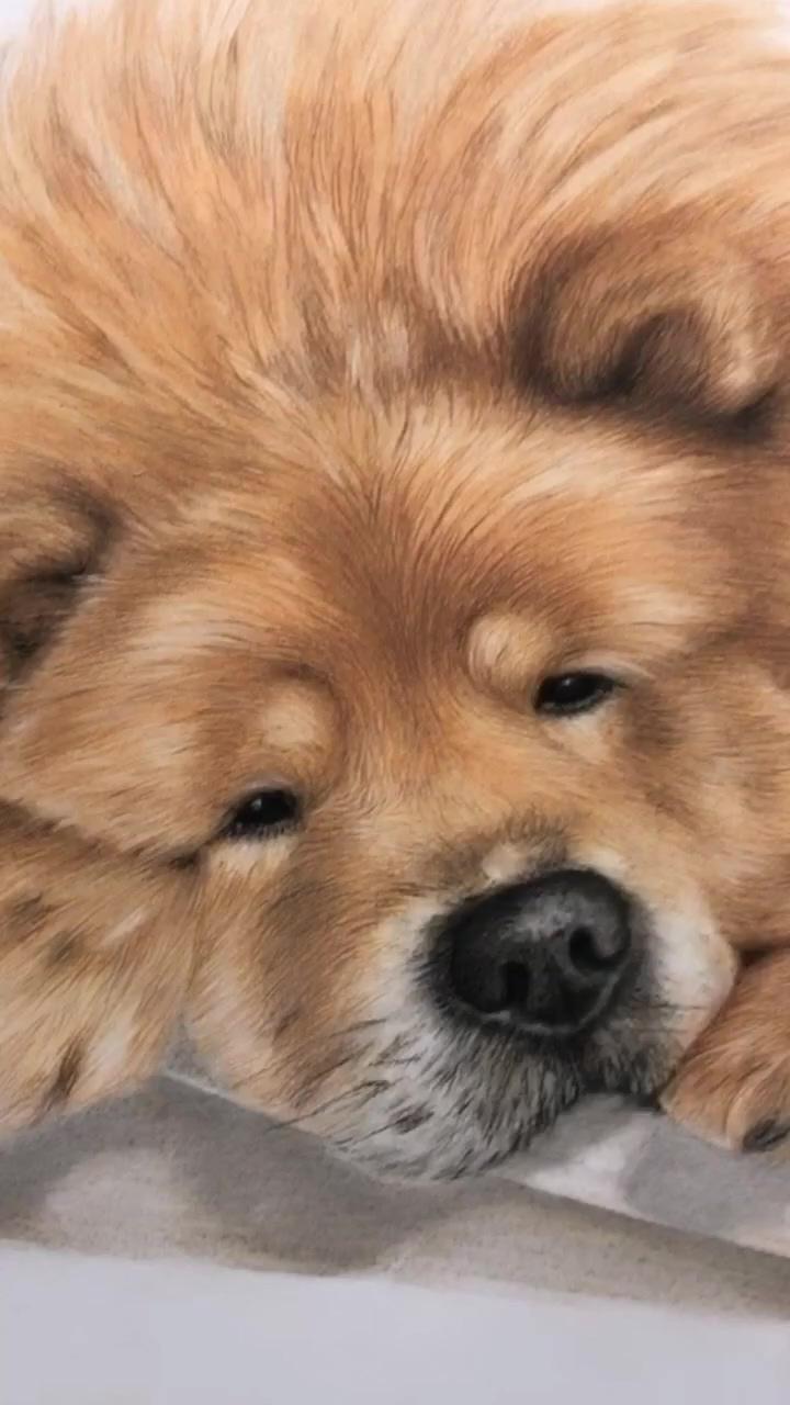 Chow chow | dog painting