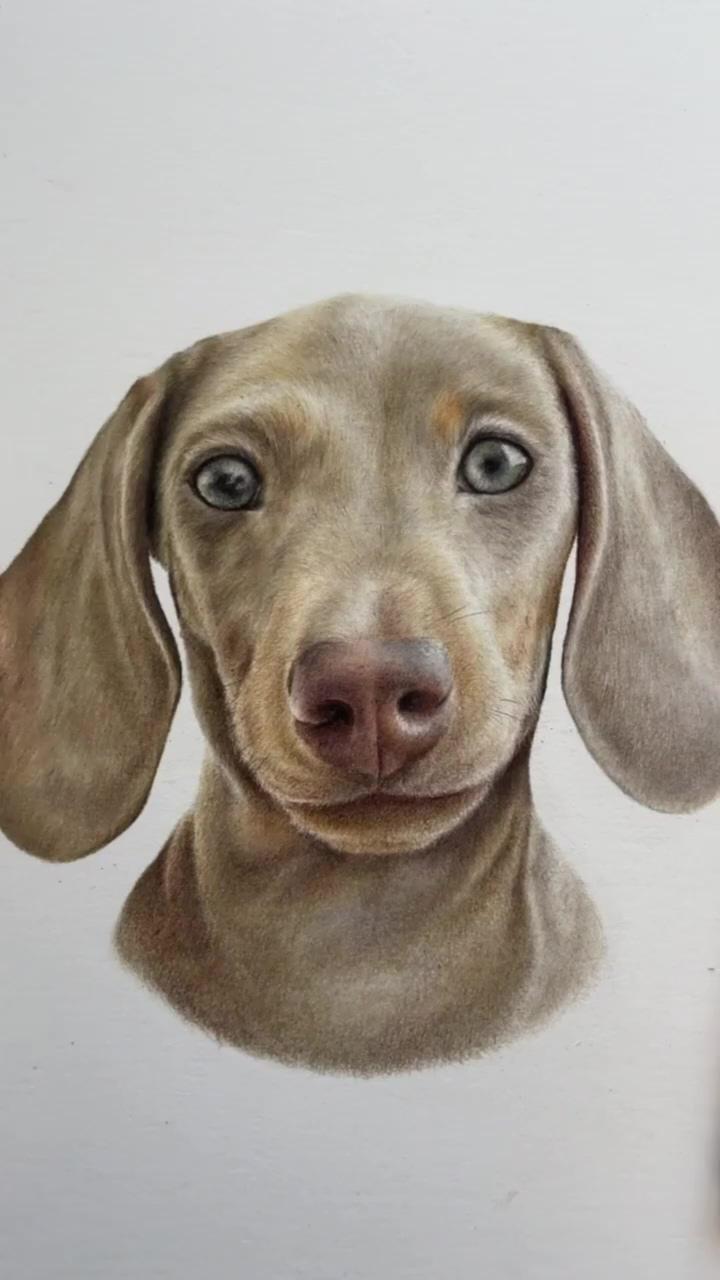 Coloured pencil portrait - hendrix, miniature dachshund #colouredpencil #drawing | zeke's portrait is complete. pastel on pastelmat paper
