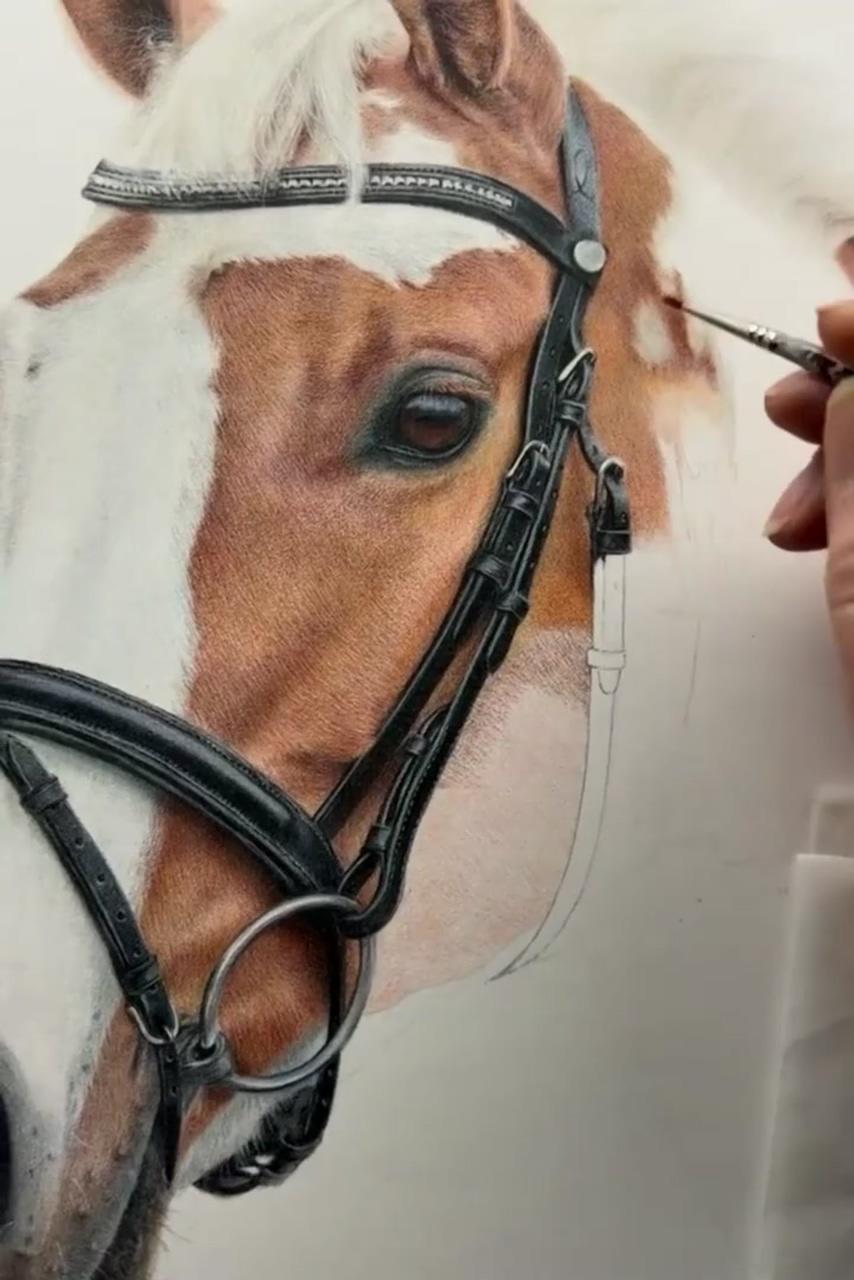 Daisy, coloured pencil commission | learn to draw realistic animals, coloured pencil tutorials