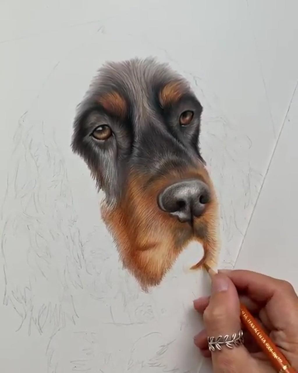 Dog drawing; colored pencil artwork