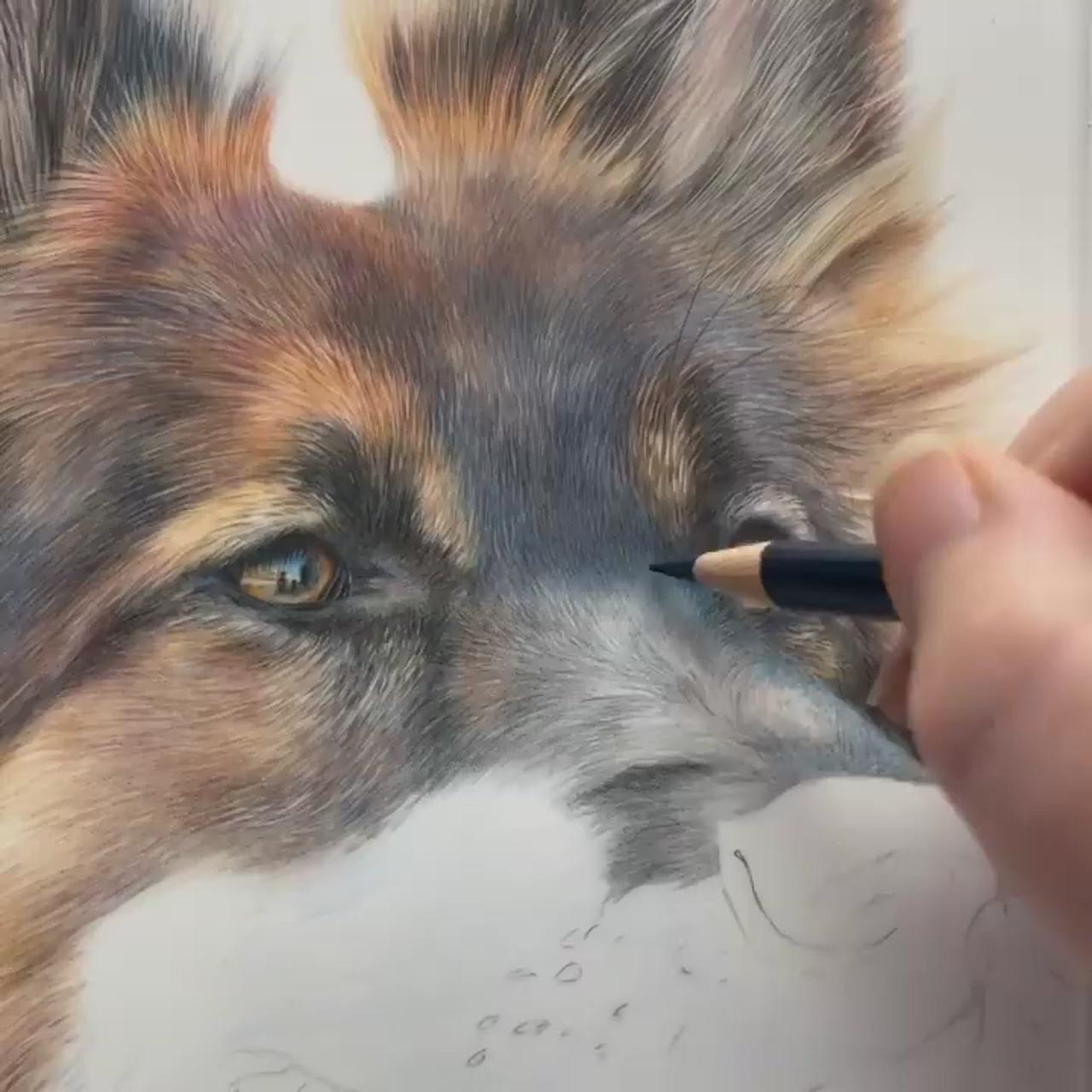 Drawing german shepherd fur in coloured pencil | how to draw dogs' noses in coloured pencil, free hints and tips download
