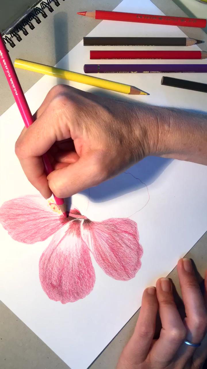 Hibiscus illustration time lapse by girl and the deep blue sea | pencil colours art drawings
