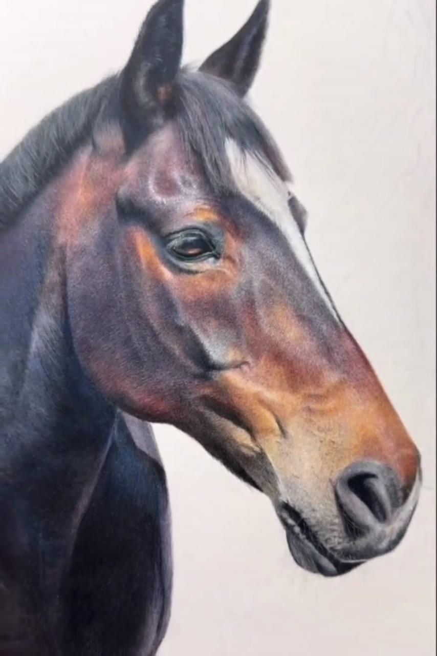 How to create rich and realistic fur, top tip; learn to draw realistic animals in coloured pencil