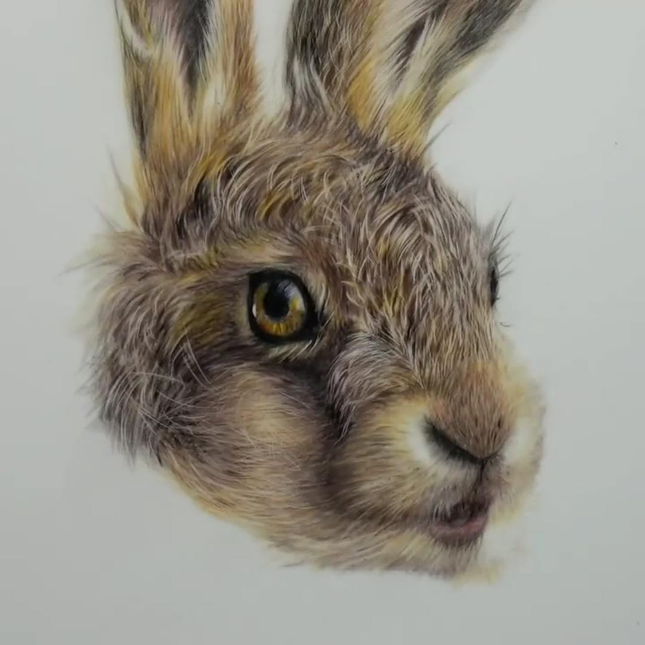 How to draw a baby hare in coloured pencil, realtime tutorial | how to layer colour to create realism, art tips