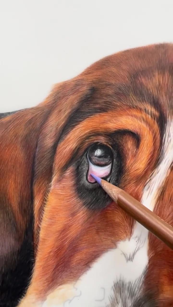 How to draw a basset hound in coloured pencil, bonny snowdon academy | dog painting
