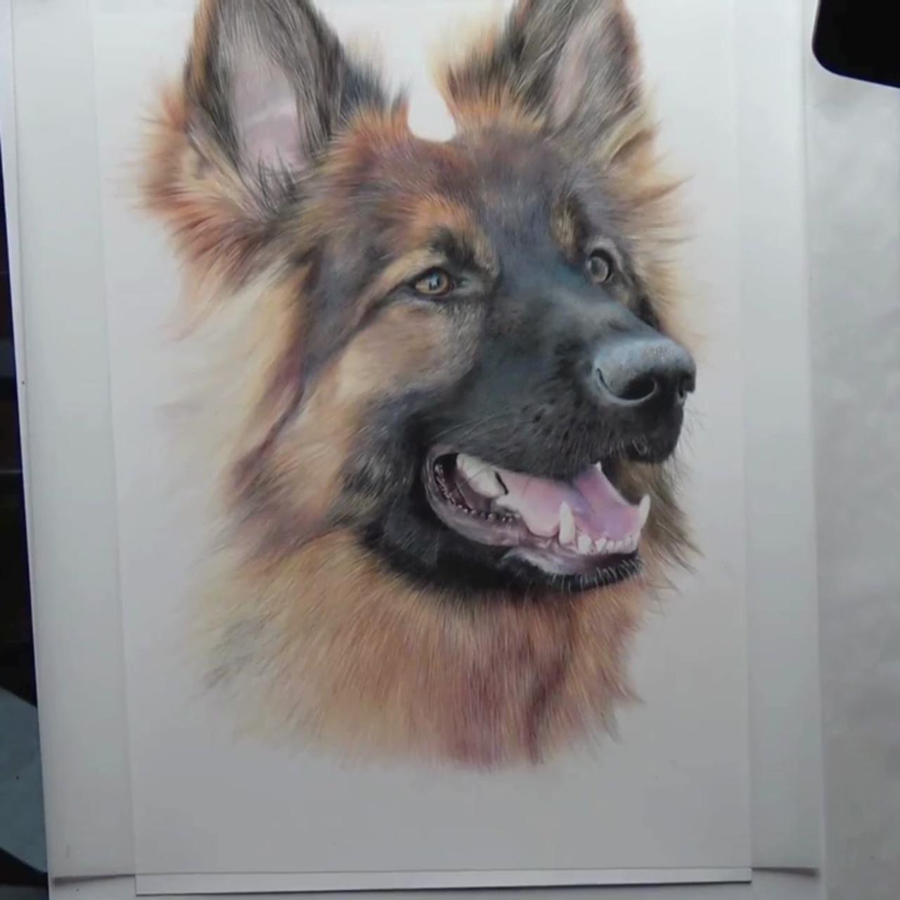 How to draw realistic animals in coloured pencil | learn to draw life like animals, coloured pencil tutorial