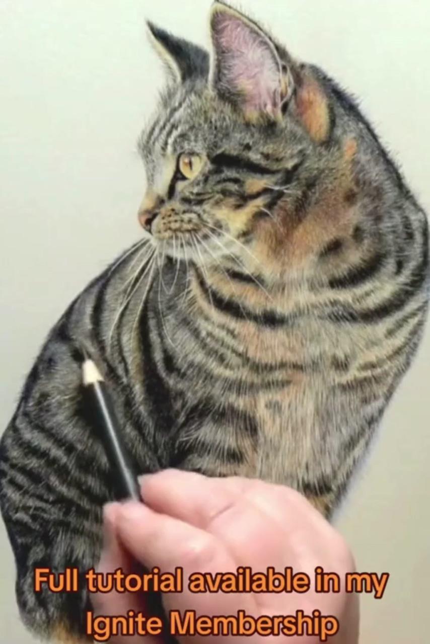 How to draw realistic cats in coloured pencil, drawing tutorial | how to draw a kitten, live draw along replay
