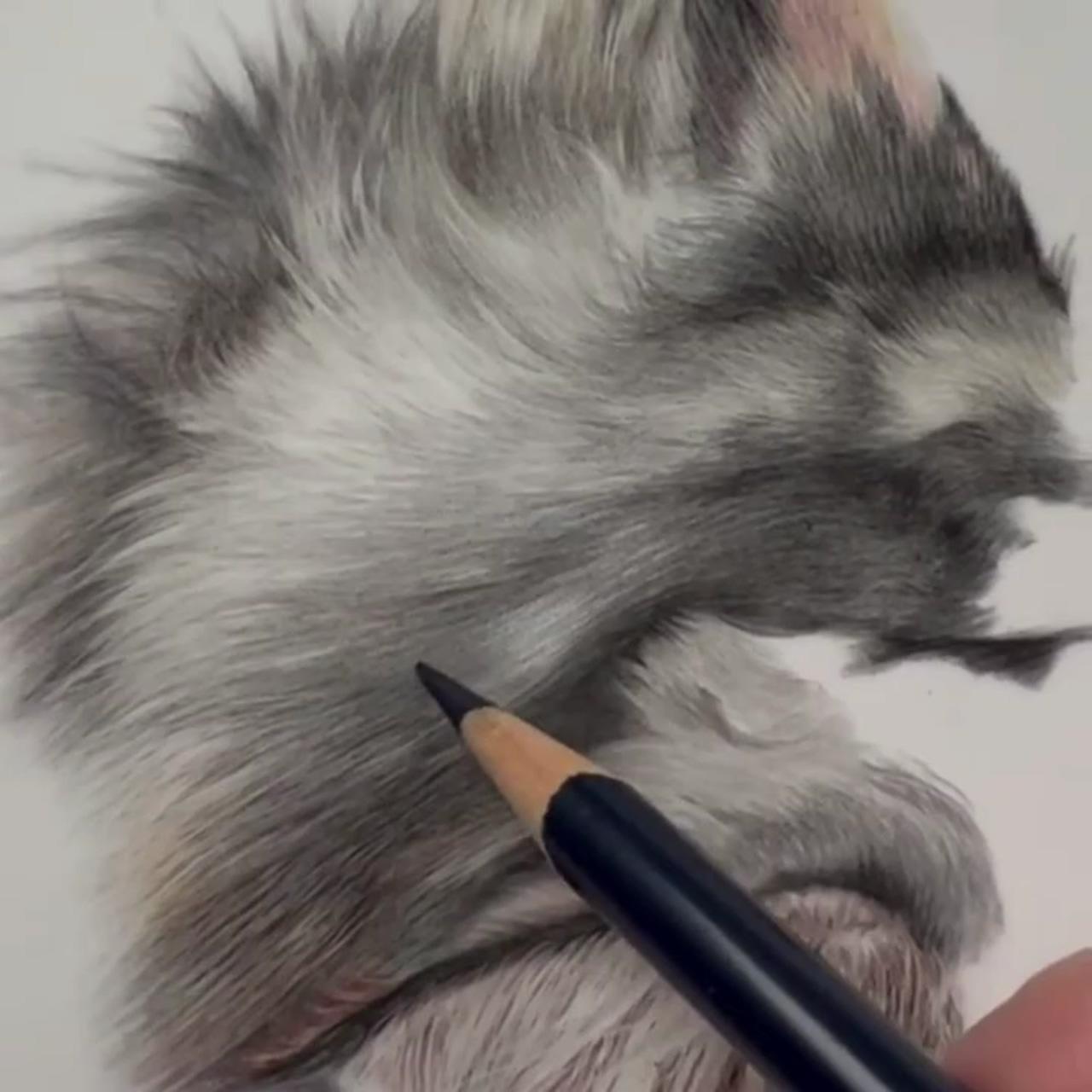 How to draw realistic fur in coloured pencil, learn to draw | mjs tv - online art lessons