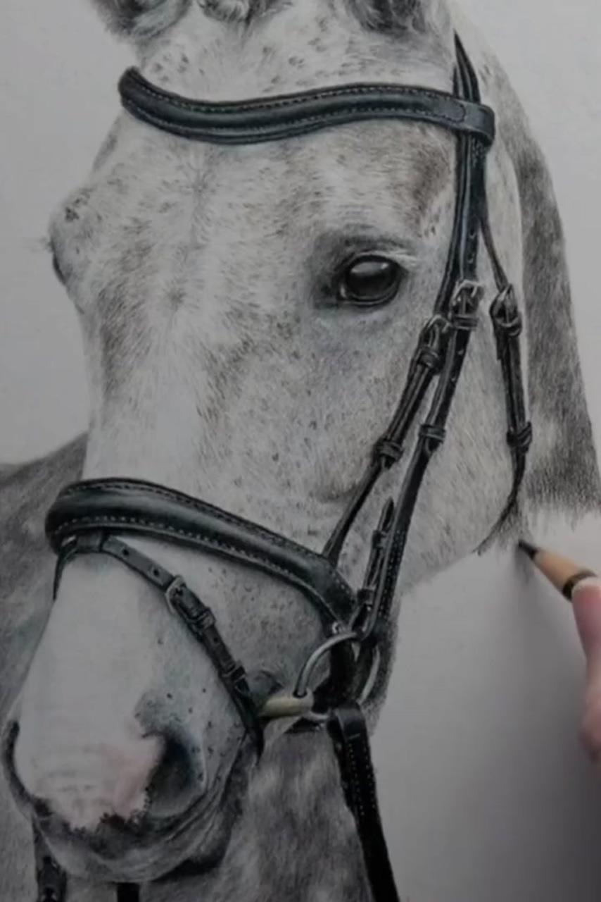 How to draw realistic horse, learn to draw | pencil drawings of animals