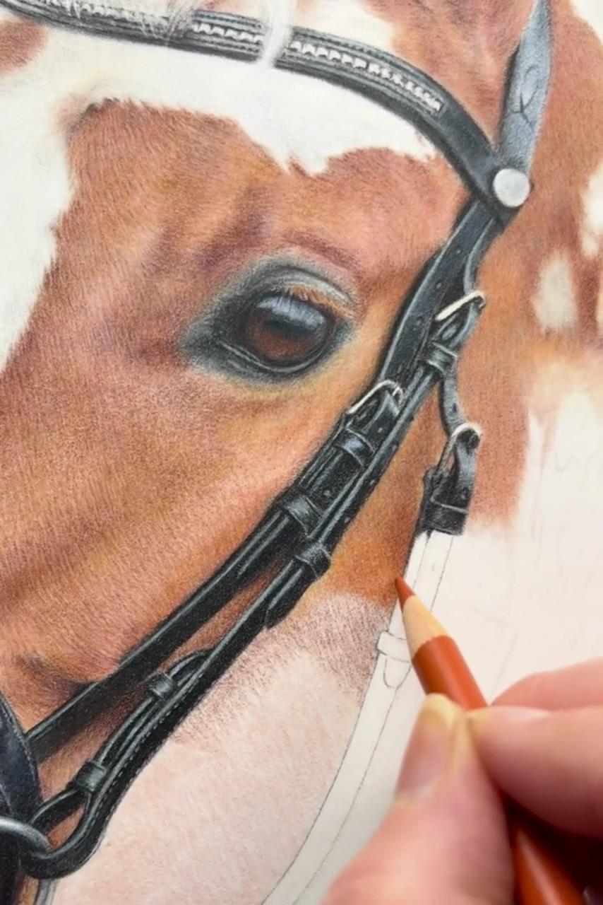 Learn to draw horses in coloured pencil, art tutorials | learn to draw realistic cats in coloured pencil