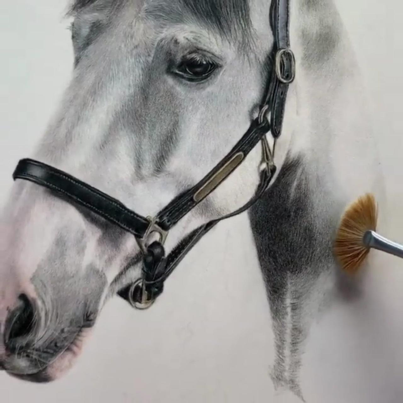 Learn to draw realistic animals in coloured pencil | learn to draw realistic dogs in coloured pencil