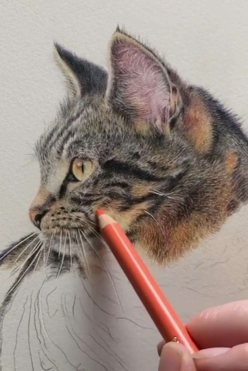 Learn to draw realistic cats in coloured pencil, art tutorials; how to draw tabby fur in coloured pencil, available on youtube
