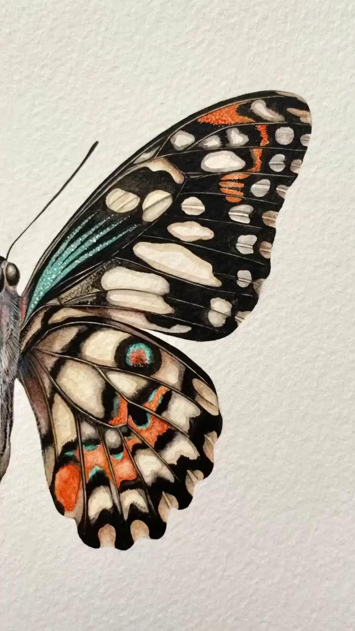 Libby bell art - fine artandstationery - how to paint a butterfly - part 4 | libby bell art - fine artandstationery - how to paint a butterfly part 1