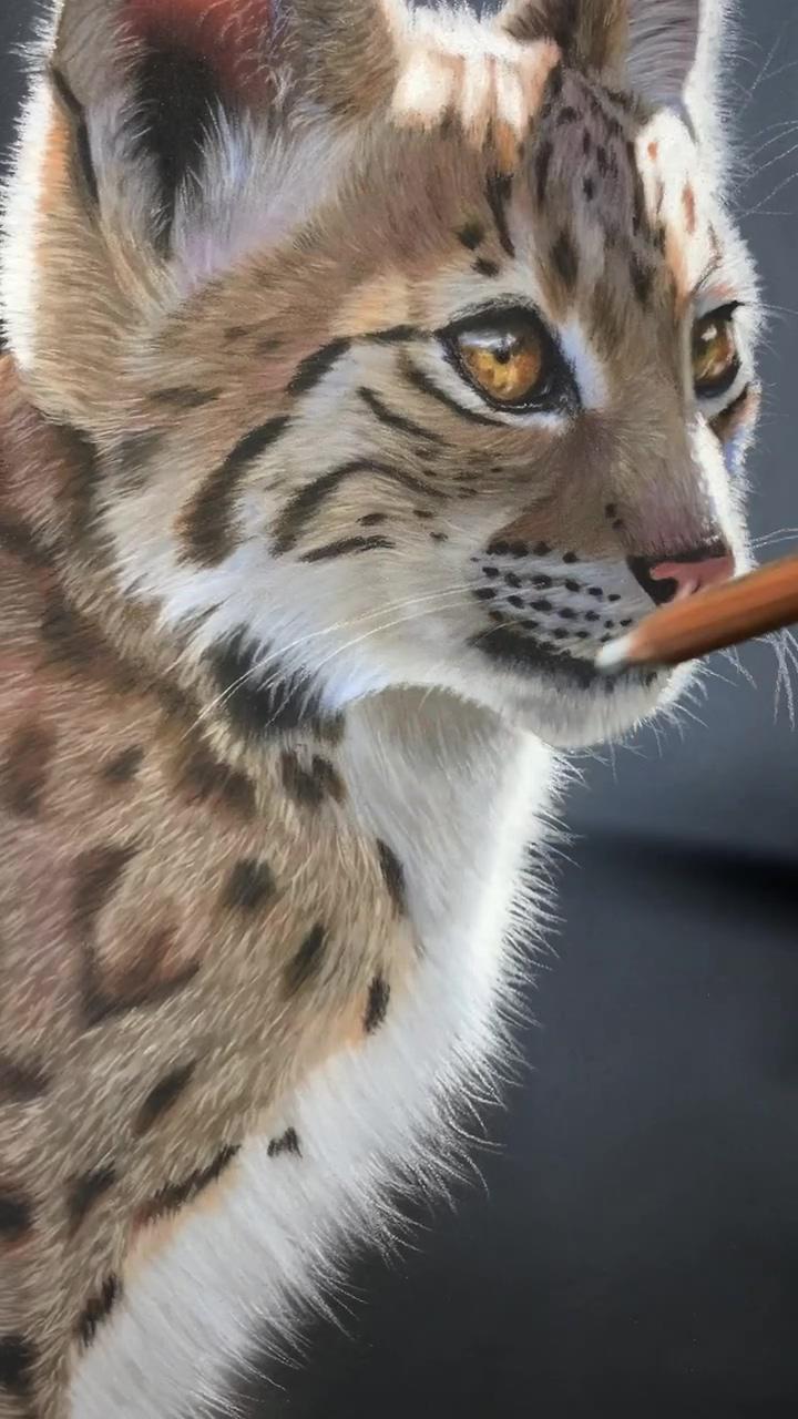Lynx cub in pastel. 24x30cm | jaguar artwork process #art