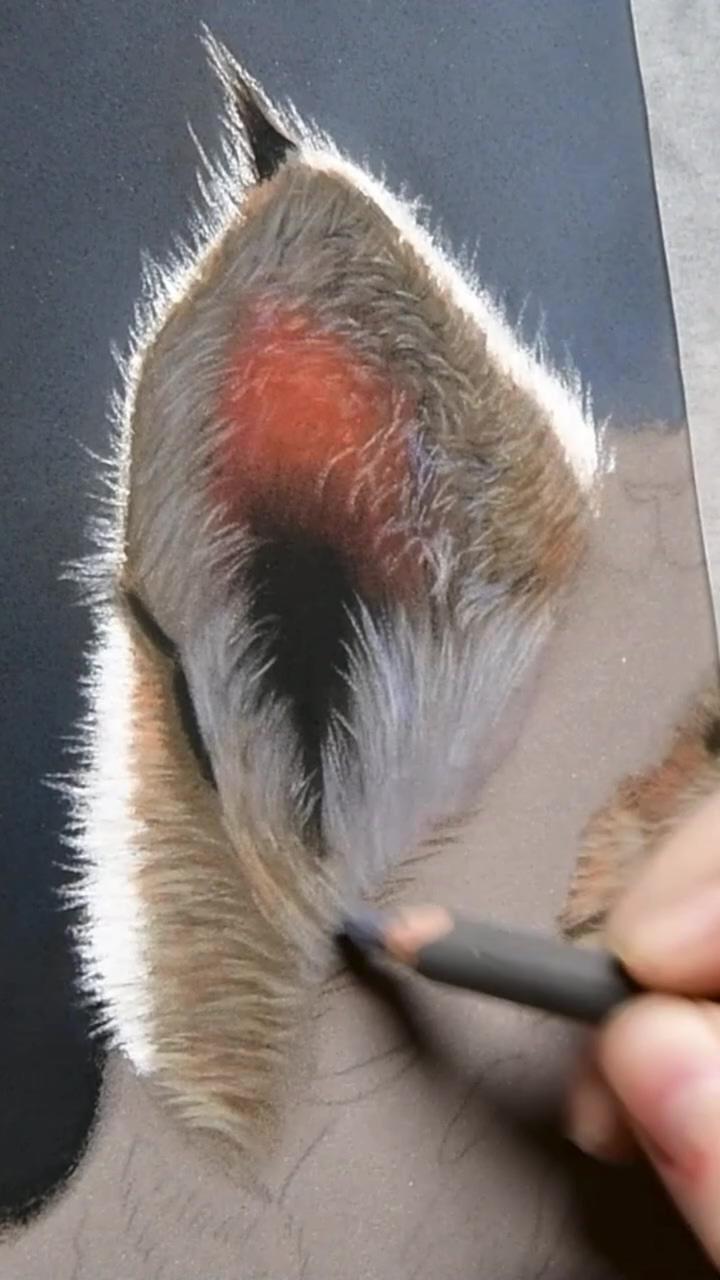 Lynx ear number 1; peacock watercolor painting