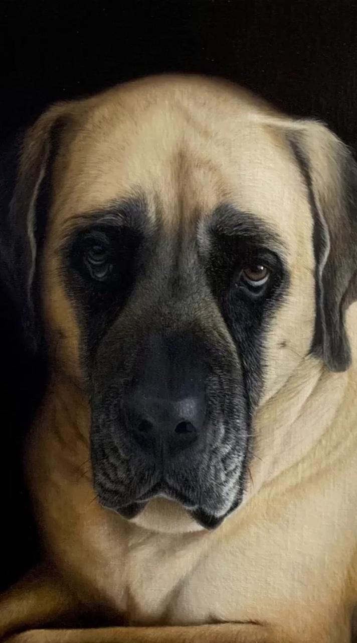 Mastiff dog - oil pet portrait painting; pencil colour painting