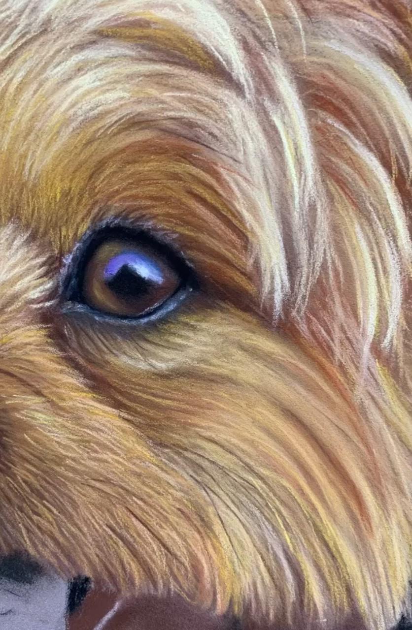 Painting a dog eye in pastel pencil | pet portrait paintings