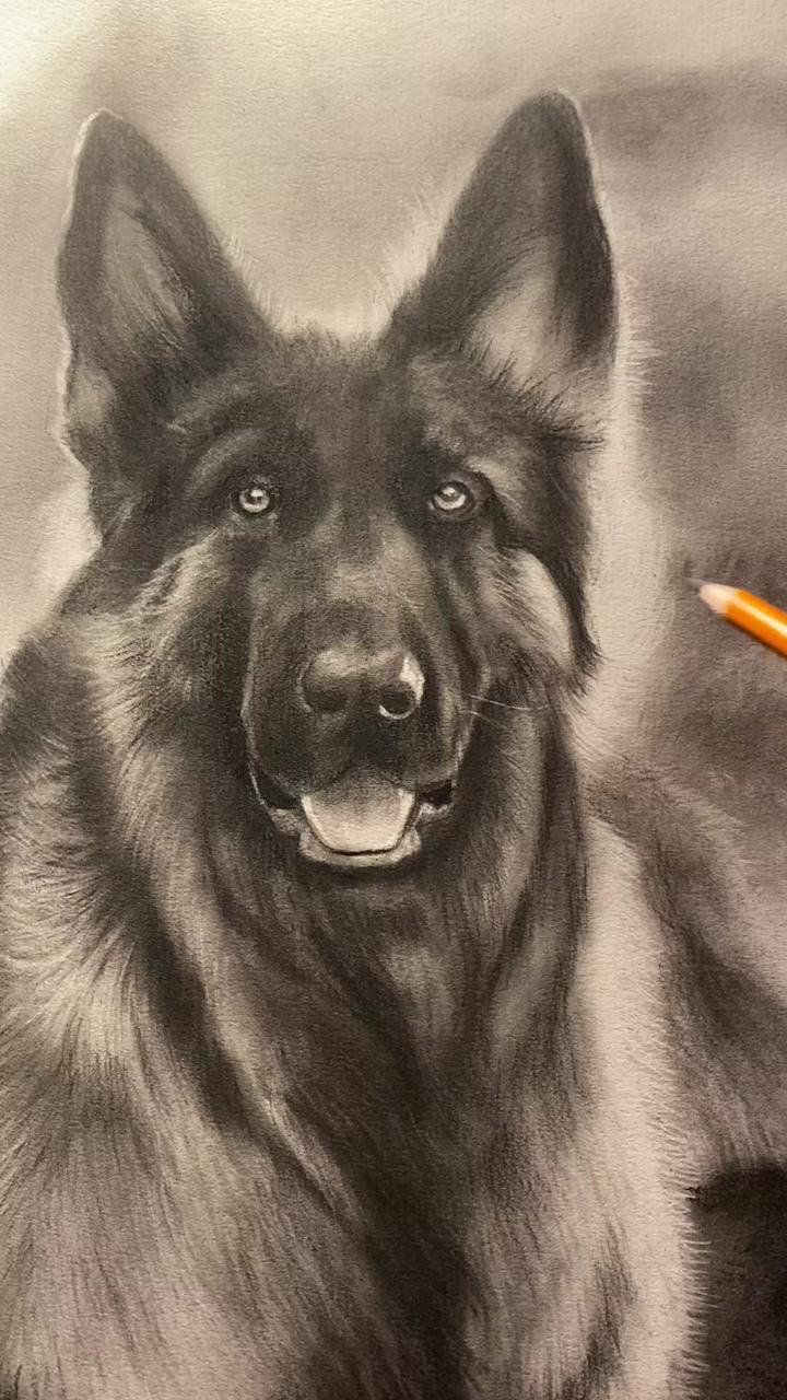 Realistic charcoal pencil drawing sketch of a german shepherd | hare work in progress
