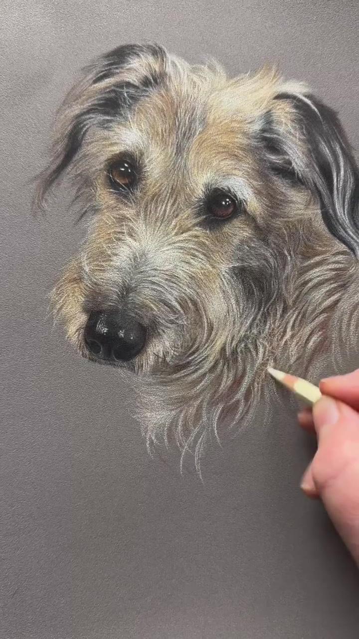 Terrier drawing, coloured pencil art | a little peek at my technique when working on pet portraits