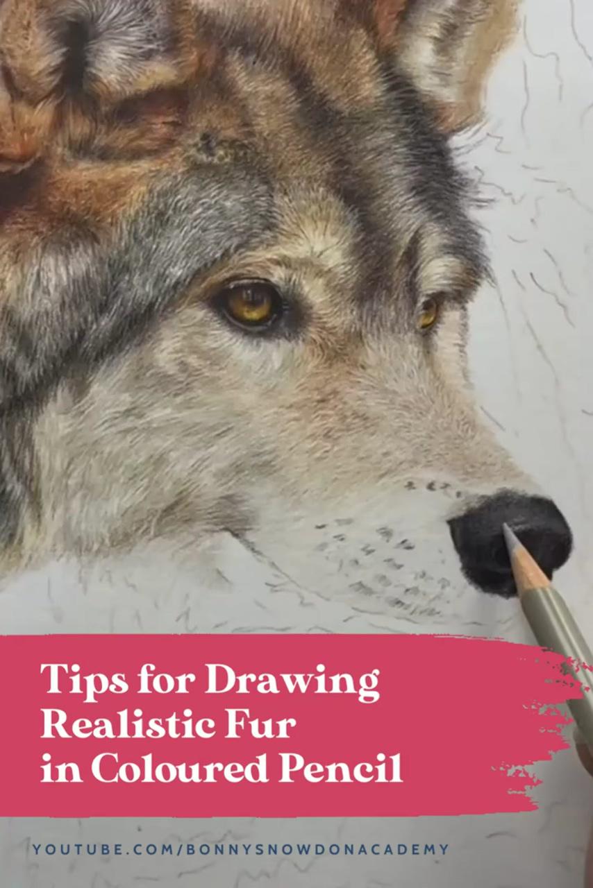 Tip for drawing realistic fur, coloured pencil tips | how to draw realistic animals in coloured pencil, ignite membership