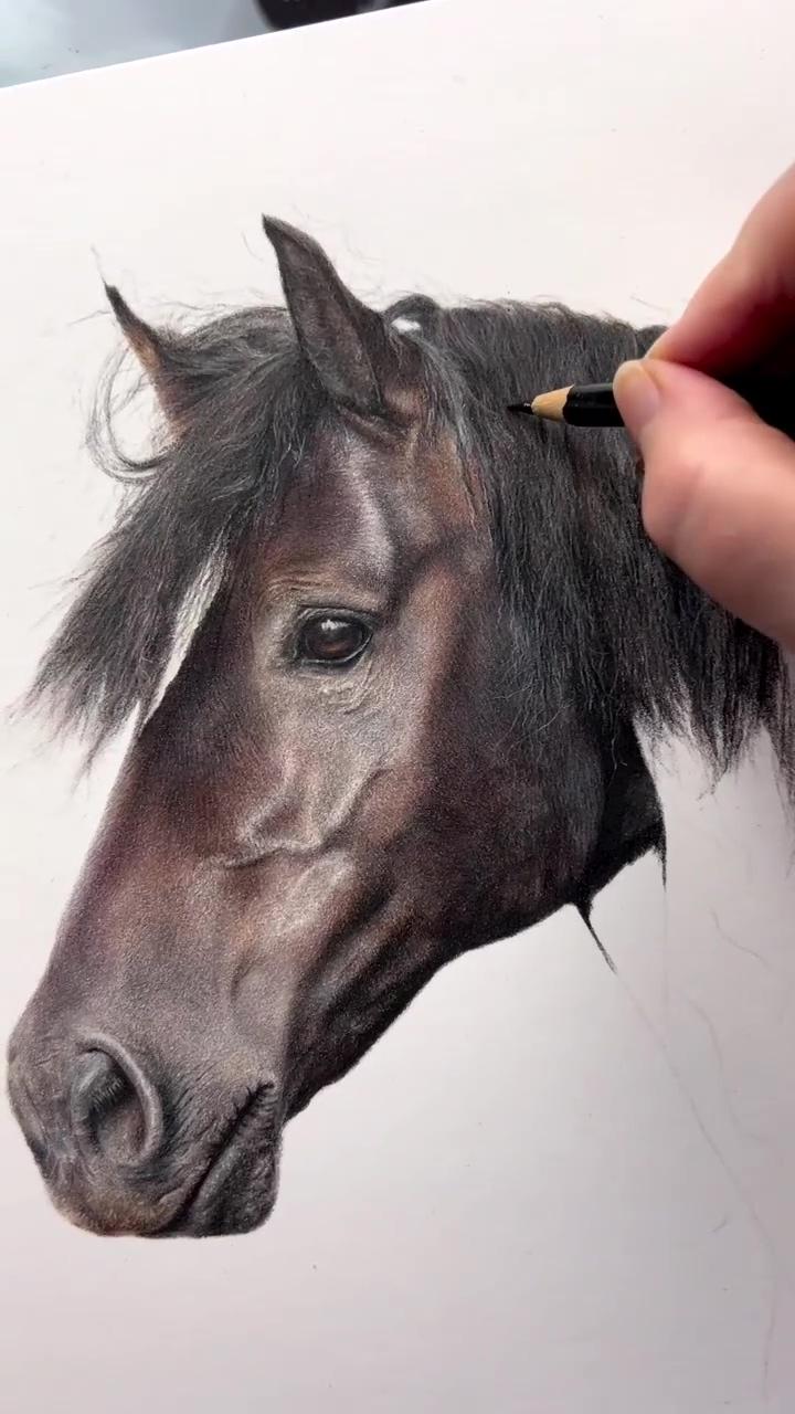 Work in progress, coloured pencil art | equine art pencil drawings