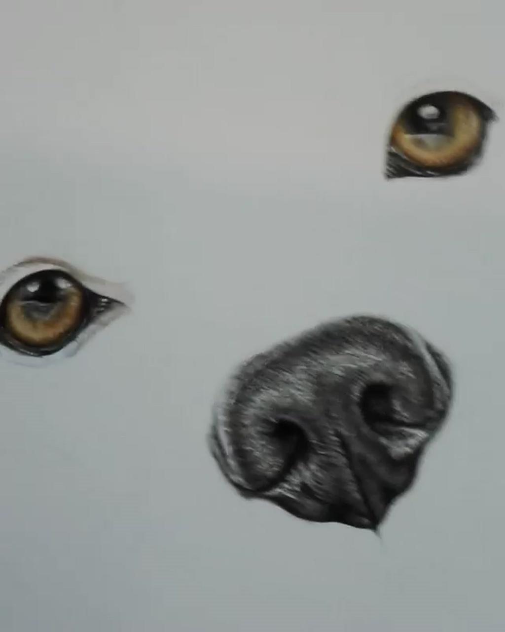 Detail drawing detail work; dog portrait drawing