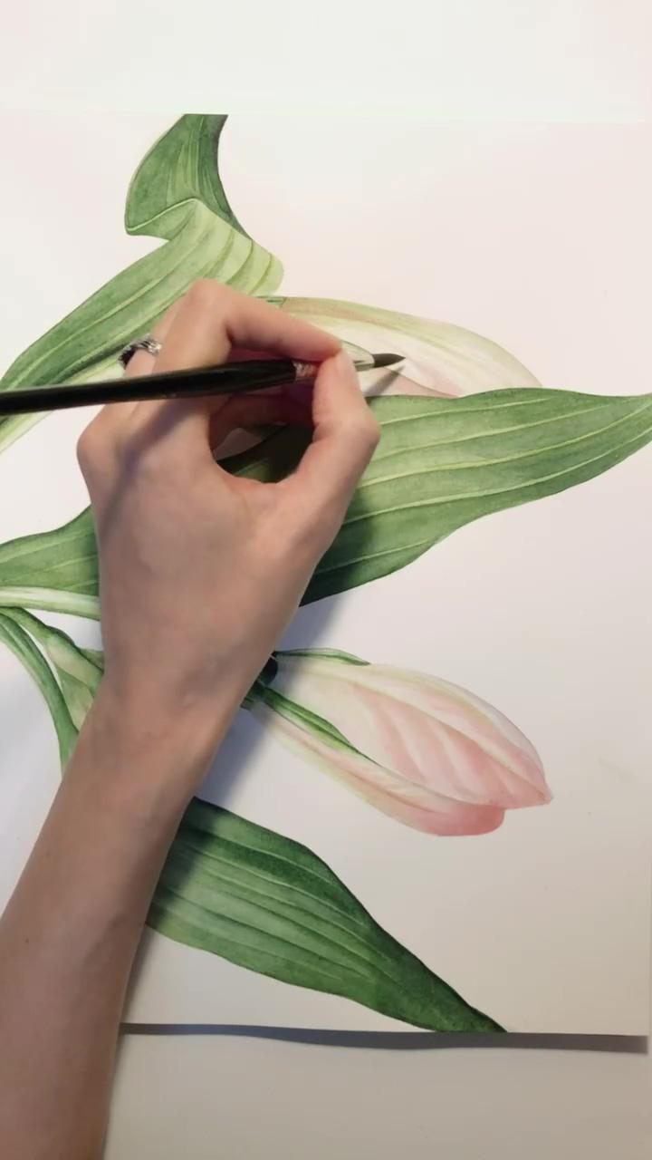 Diana stanga - 1/6 watercolour floral illustration | daffodil watercolour painting