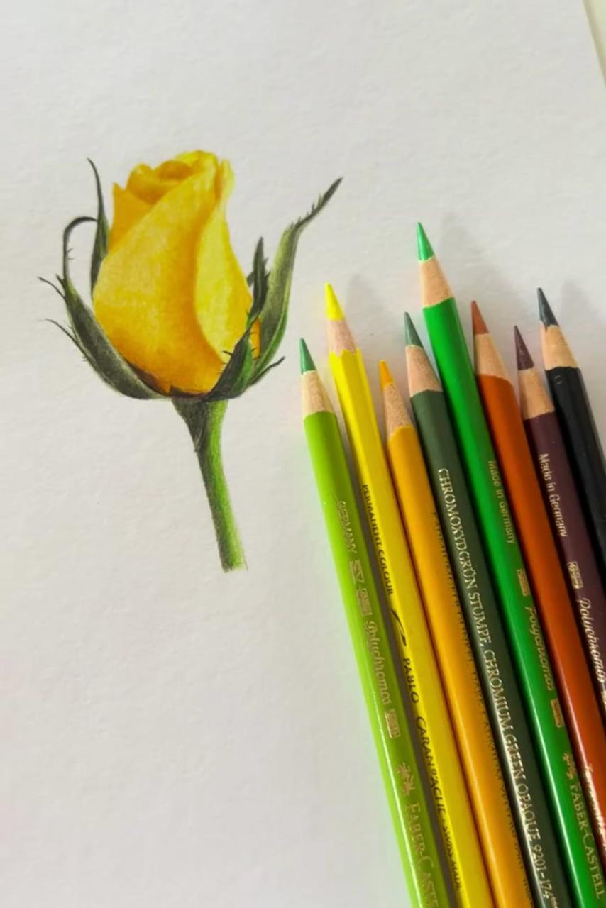 Draw a realistic rose in coloured pencil, free art tutorial | pencil colour drawing flower