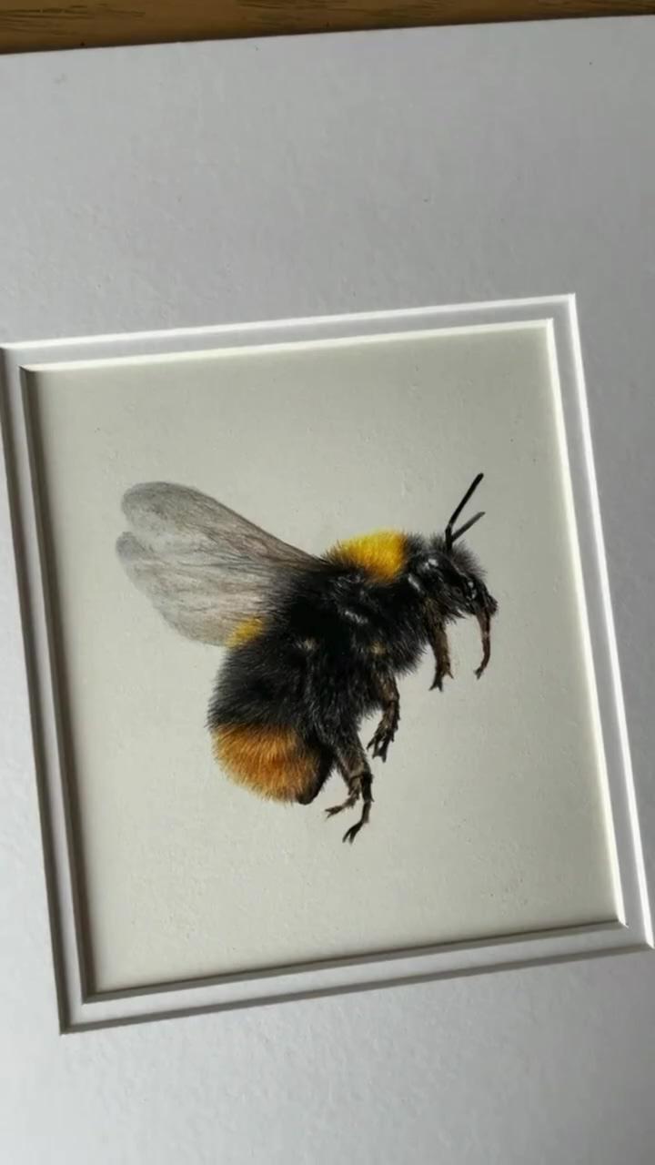 Drawing a bumble bee with coloured pencils on hot pressed watercolour paper | let's paint an orange