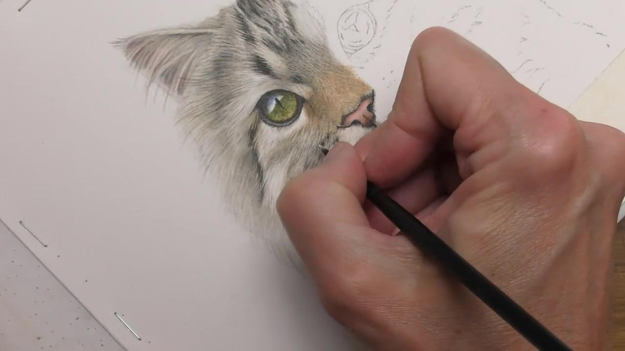 Half and half challenge: cat in watercolor | diy watercolor painting