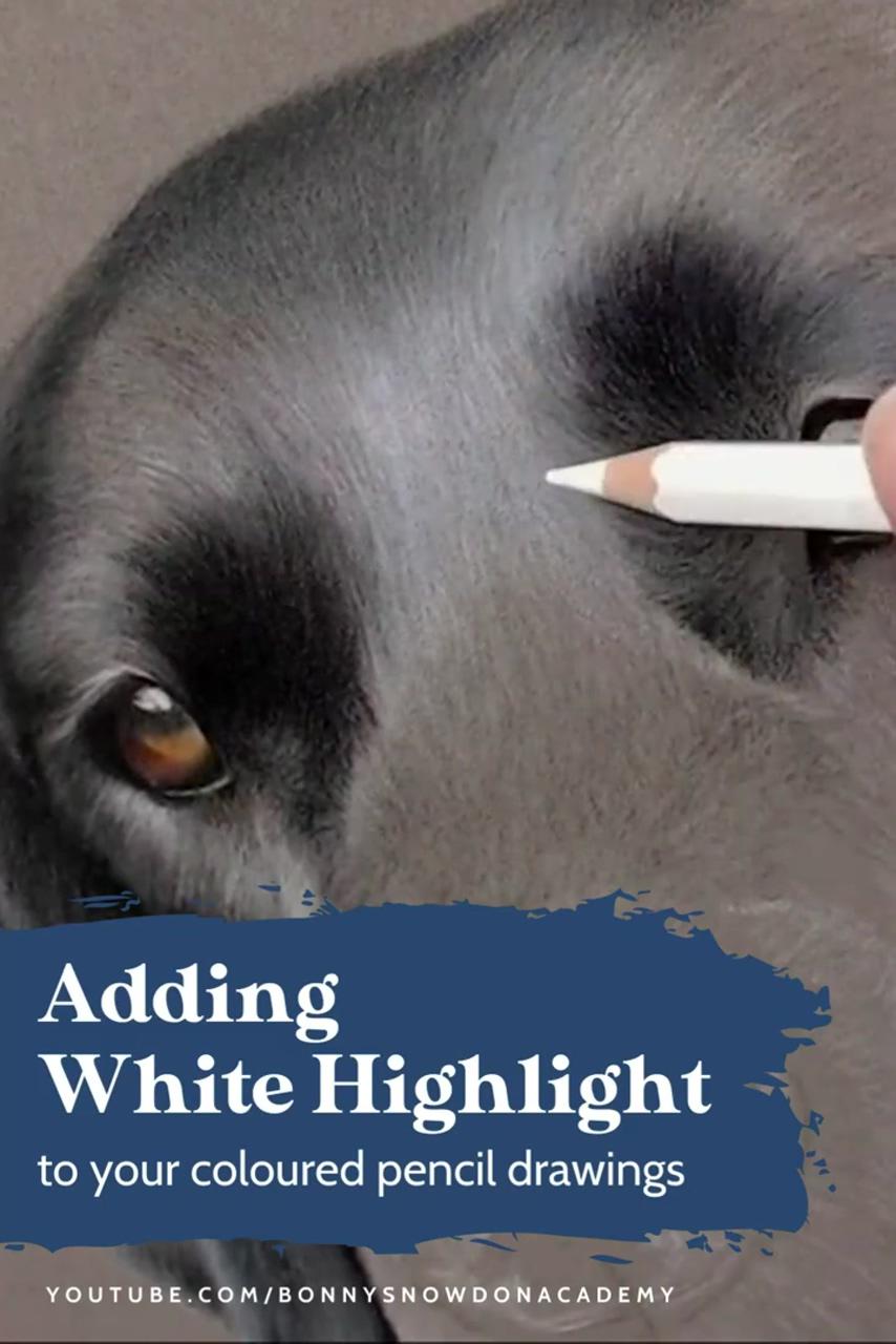 How to add white highlight to your coloured pencil drawing, bonny snowdon academy | learn to draw realistic dogs in coloured pencil