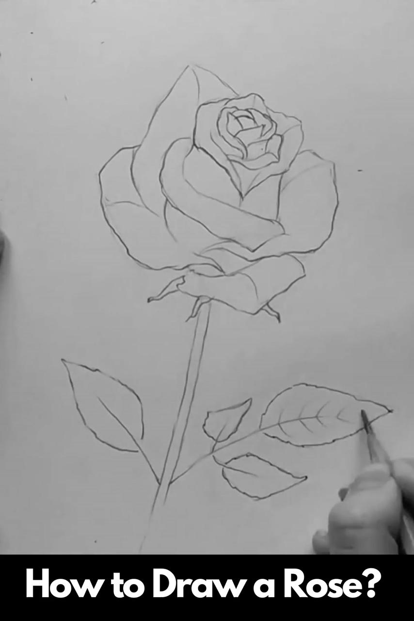 How to draw a rose: step by step; simple flower drawing