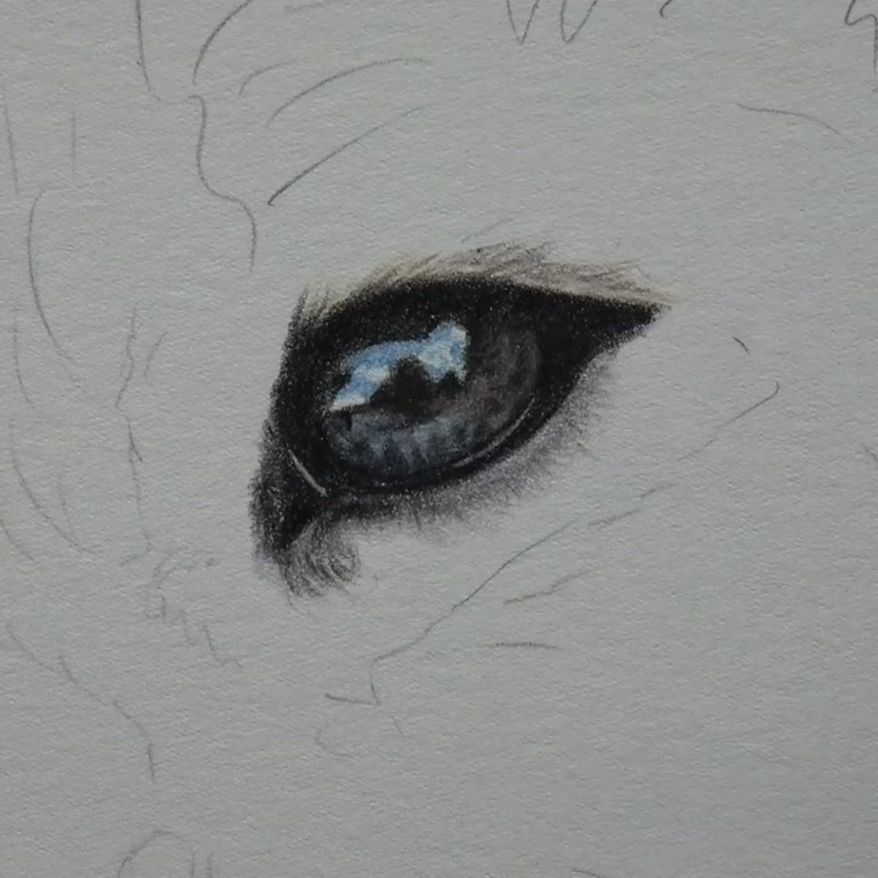 How to draw glassy animal eyes in coloured pencil, bonny snowdon academy | online art lessons
