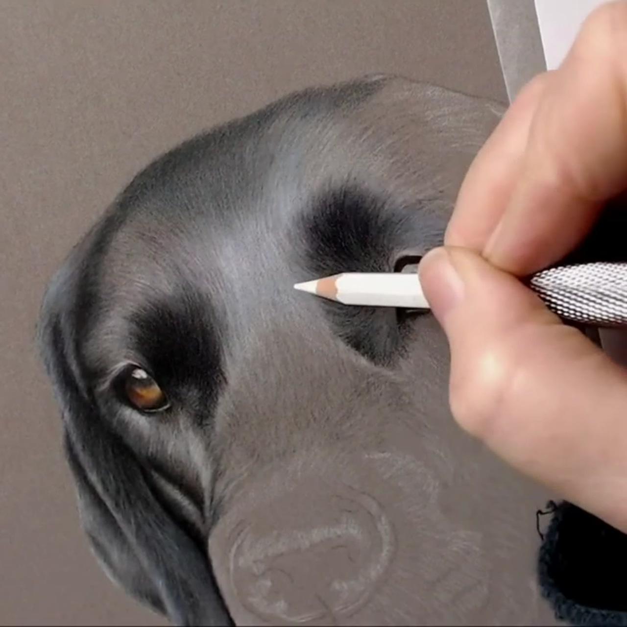 How to draw shiny black fur in coloured pencil, bonny snowdon academy | colored pencil drawing tutorial